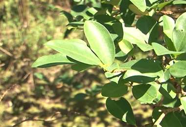 Gobierno anuncia incursión a parques nacionales para erradicar hoja de coca