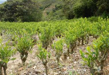Los cultivos de coca suben hasta en un 171 por ciento en cinco áreas protegidas