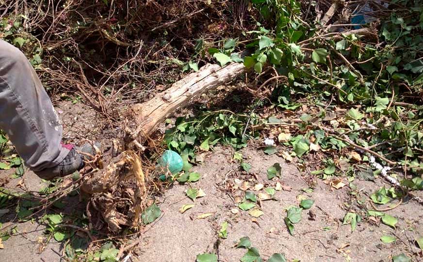 Sujeto que destrozó árbol frutal deberá plantar otros 19 como sanción