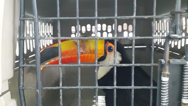A pesar de los esfuerzos por salvarlo, murió el tucán Tuki Tuki