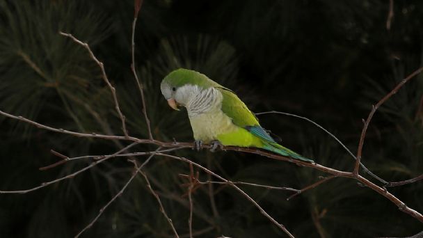 Aíslan a cinco loros en un zoológico para que no insulten a los visitantes