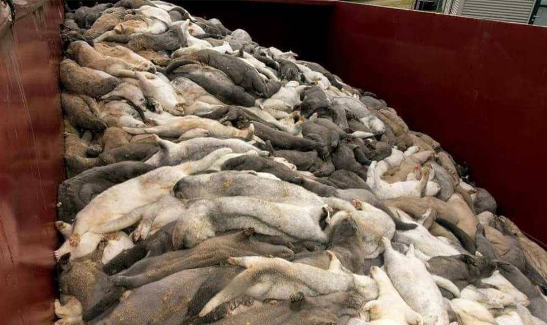 Eliminan millones de visones por encontrar en los animales una mutación del Covid-19