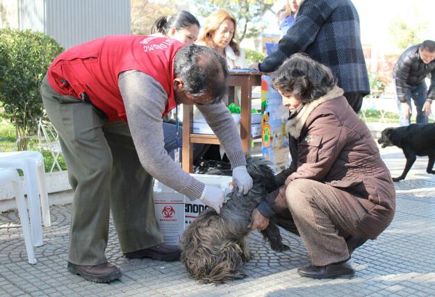 Más de 10.500 mascotas recibieron su dosis en la campaña de vacunación contra la rabia en Tarija