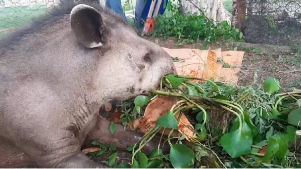 Muere la tapir Charito por las quemaduras sufridas en los incendios de San Matías