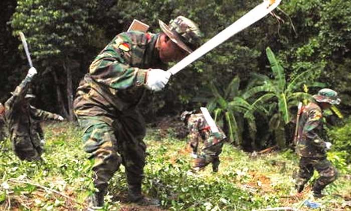 Prevén empezar con la erradicación de coca excedentaria desde mediados de marzo