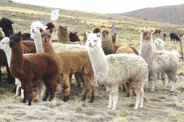 Productores gestionan la aprobación de una ley nacional de camélidos