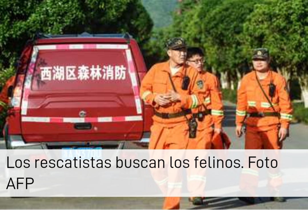 Pánico en China tras la huida de varios felinos de un parque