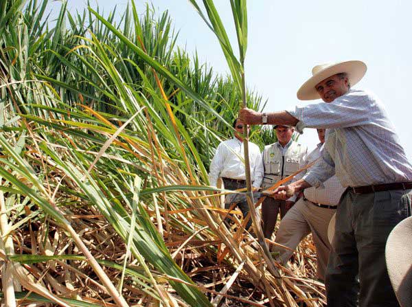 La zafra azucarera en Bermejo iniciará la primera semana de julio