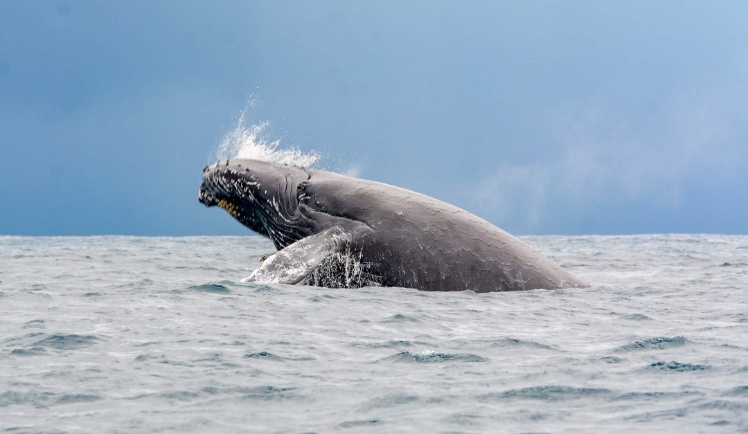 Una ballena se tragó a un hombre y luego lo escupió vivo