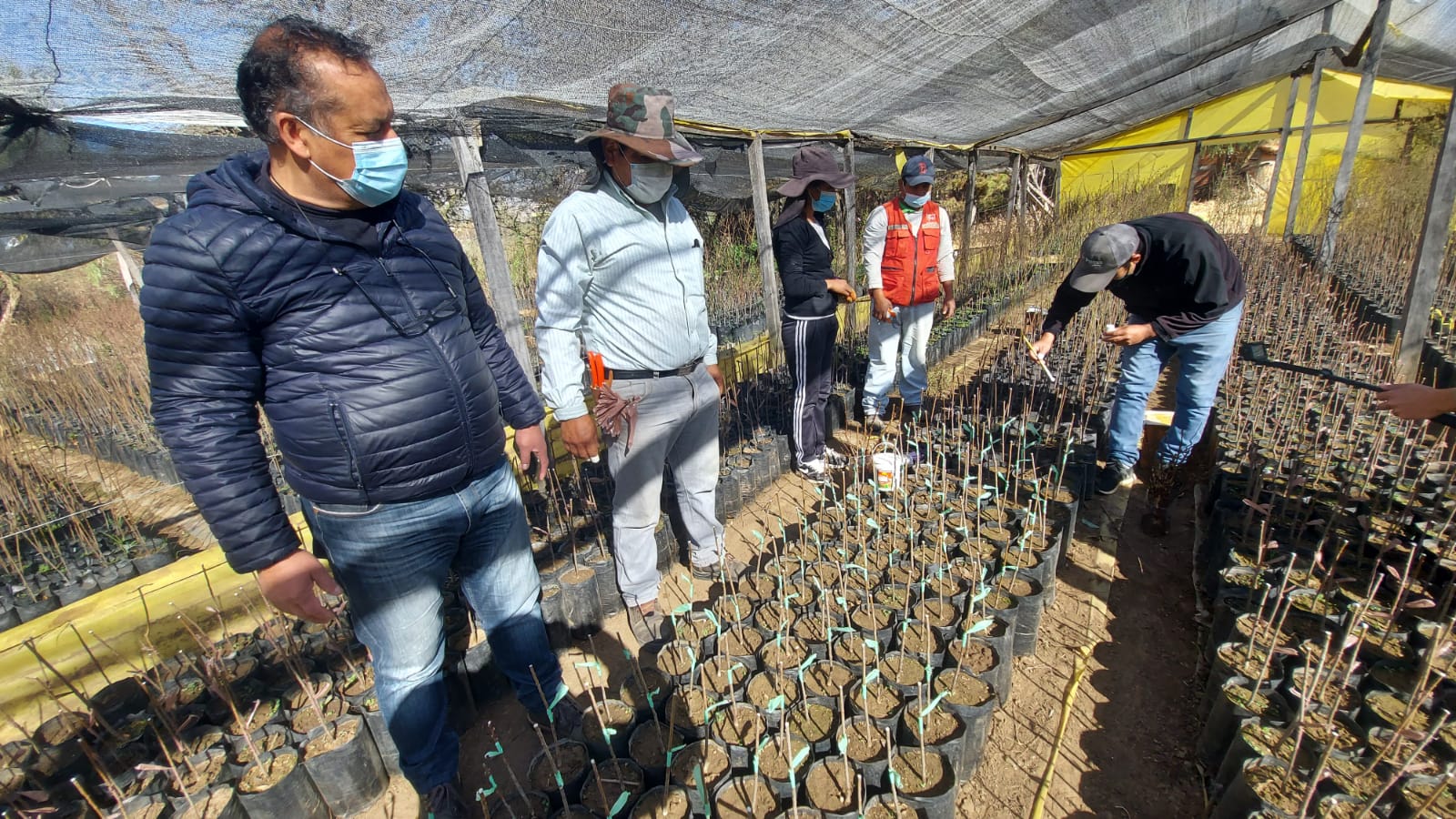 PERTT procesa con éxito injertos de durazneros