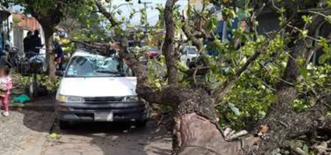 Fuertes vientos provocan la caída de árboles en Santa Cruz; piden a vecinos tomar sus precauciones