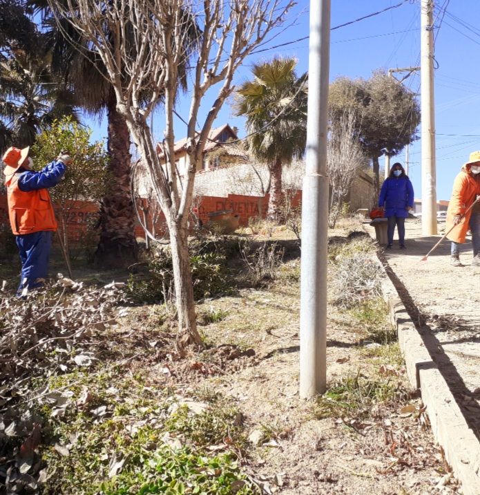Alcaldía de Tarija pone en marcha plan de poda y mantenimiento de ornato público