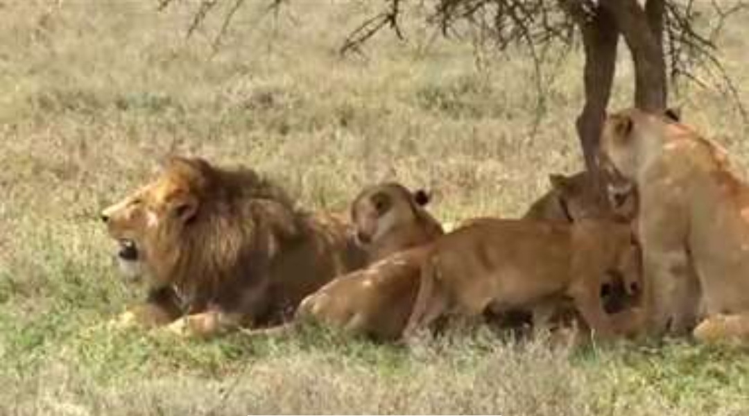 Leones matan a tres niños cerca de reserva natural en Tanzania