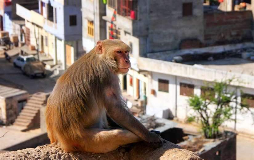 Macaco viaja 22 kilómetros en camión para vengarse de habitantes que lo capturaron