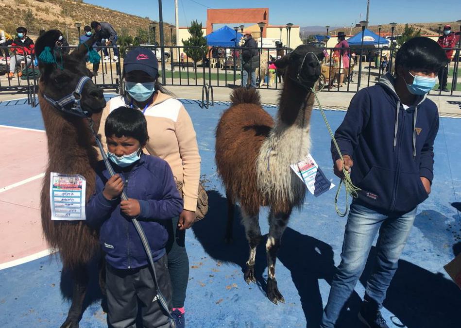 Gobernación de Tarija fortalece crianza de ganado camélido en zona alta del departamento