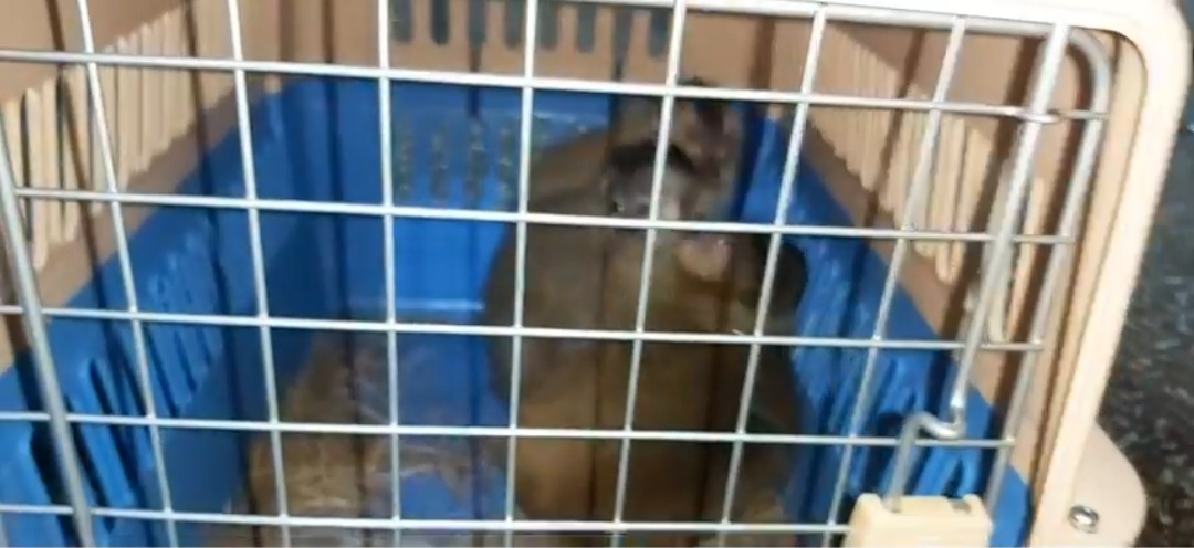 Bioparque Urbano de Tarija recibe 10 monos procedentes de Santa Cruz