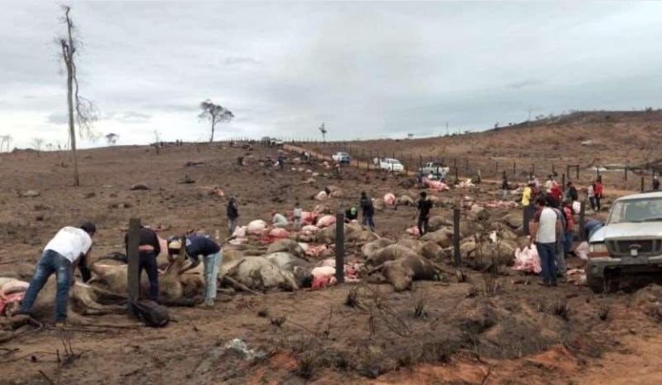 Más de 200 reses mueren quemadas en la Chiquitania