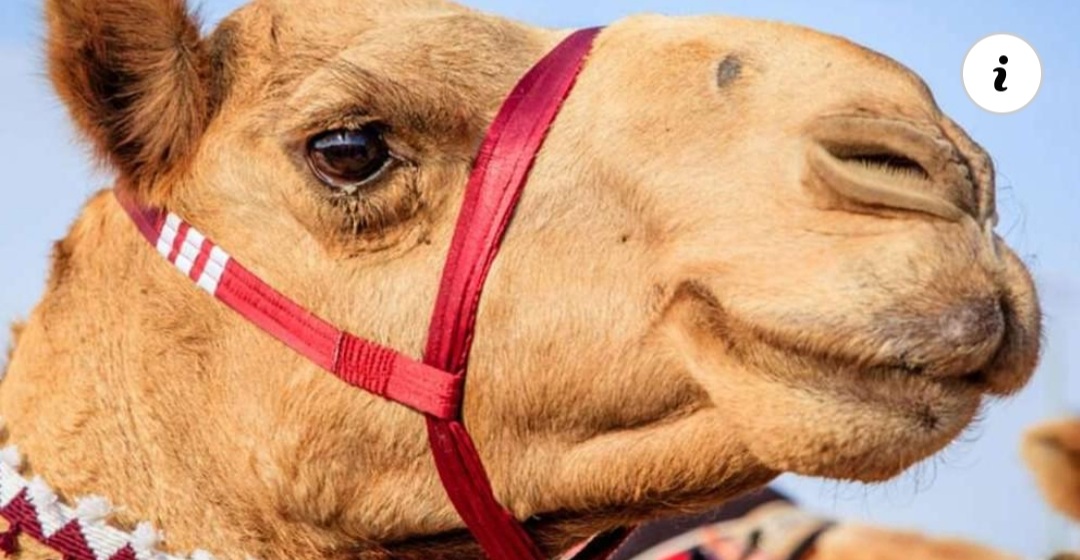 Descalifican a 43 camellos en un concurso de belleza por llevar bótox