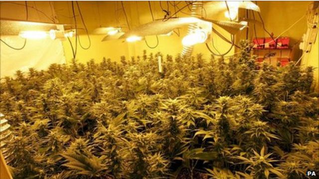 Encuentran un invernadero de plantas de marihuana en Senkata