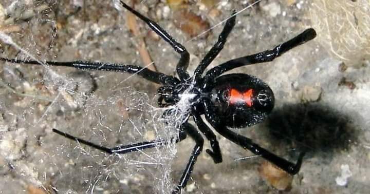 Una araña “Viuda negra” pico a niña de 7 años en la ciudad de Potosí