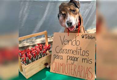 La historia de Tribilín, un cachorro que vende caramelos para pagar sus quimioterapias