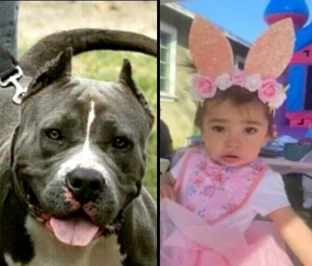 EE.UU: “Era mi hija o el perro”: una madre mata a un pitbull a puñaladas para salvar a su beba