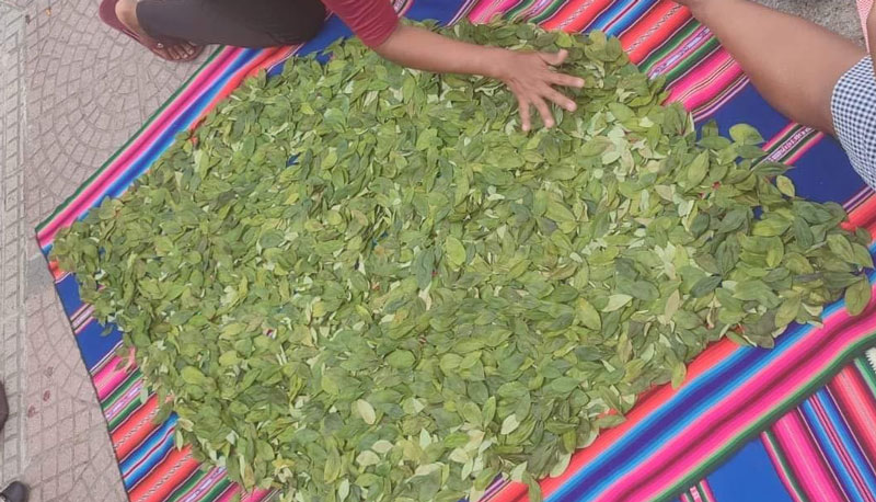 Proyectan enviar 100 kilos coca a Australia con miras a industrializarla como anestesia