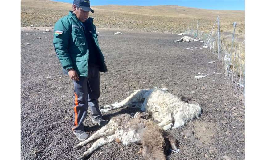 Perros hambrientos atacan y matan a camélidos en Turco