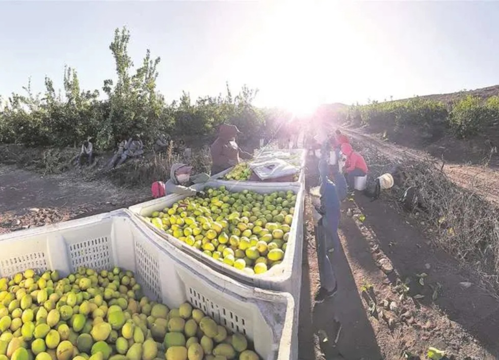 La mano de obra boliviana es apetecida en los campos frutícolas de Chile