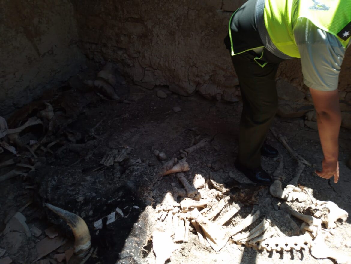 Dos novillos y una vaquilla murieron de hambre y sed encerrados en un cuarto