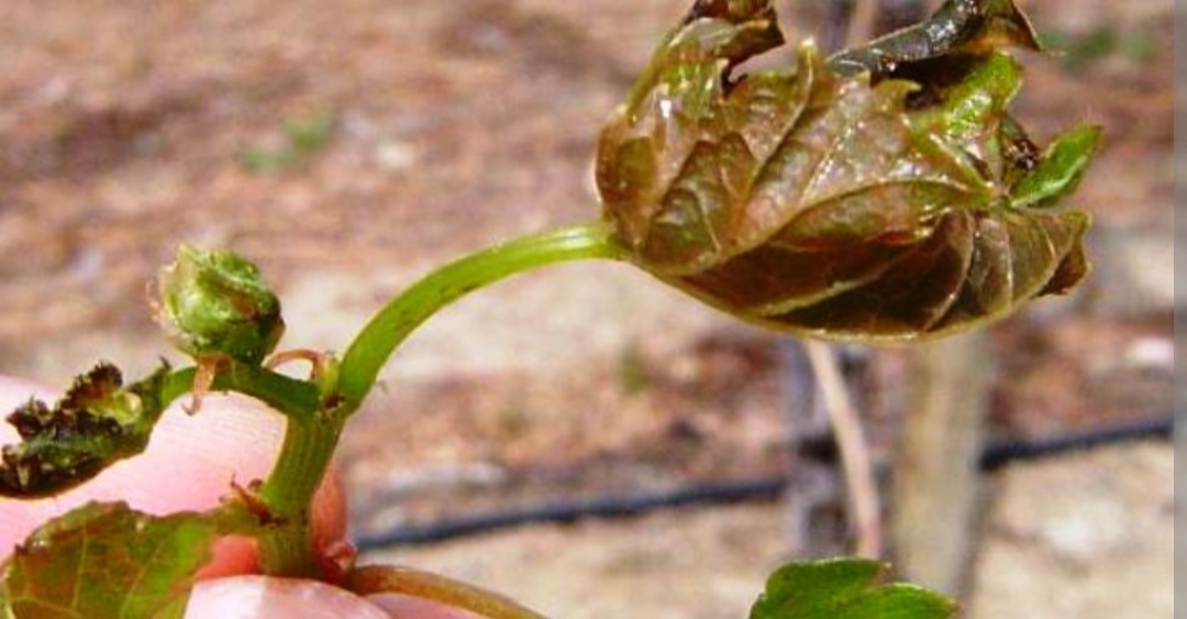 Tarija: El Valle pierde el 80 por ciento de la producción de uva por la helada