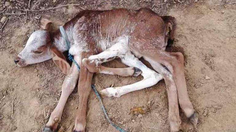 Nace una ternera con seis patas en Santa Cruz; fue intervenida quirúrgicamente
