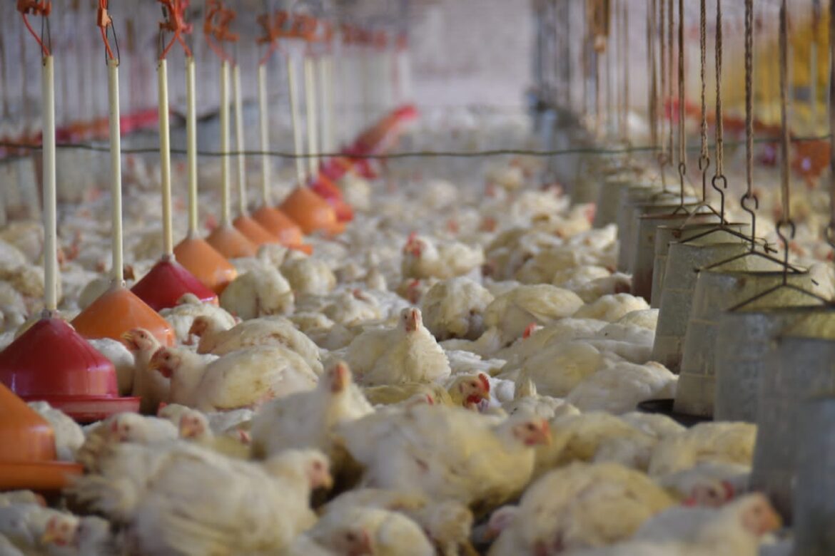 Unos 160.000 pollos fueron sacrificados en Cochabamba por sospecha de influenza aviar