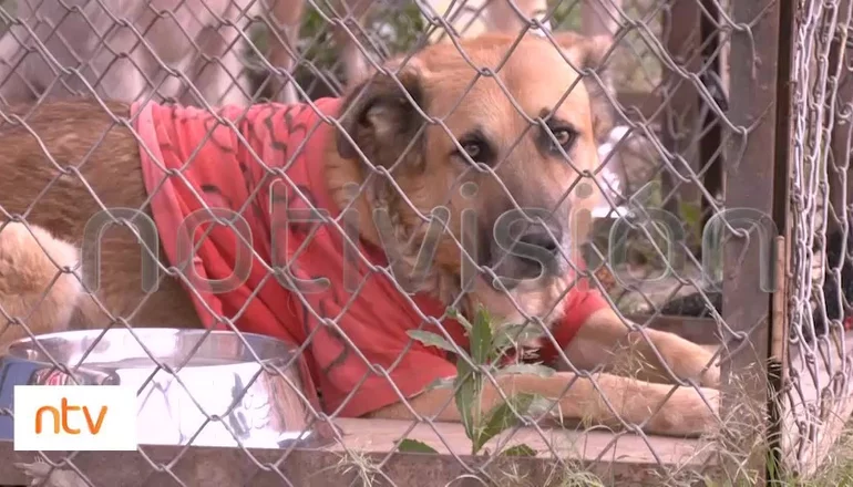 Perro que se comió los genitales de su dueño podría ser dado en adopción