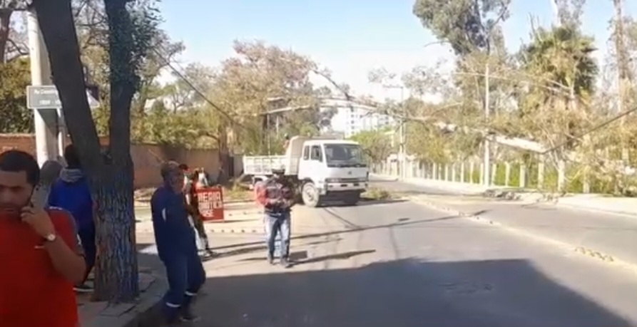 Revelan que se deben eliminar unos 90 eucaliptos de la García Agreda que cumplieron su vida útil