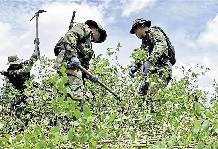 Proyectan reducir cupo legal de coca de Chapare tras operativos antidroga