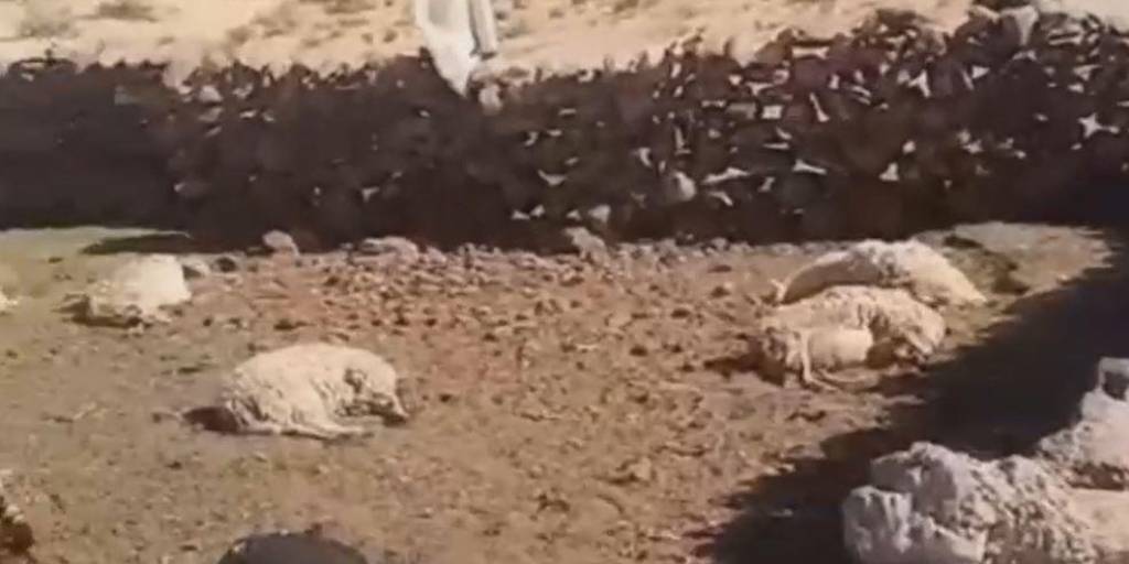 Hombre robó 14 ovejas y al verse descubierto, las decapitó frente a niños