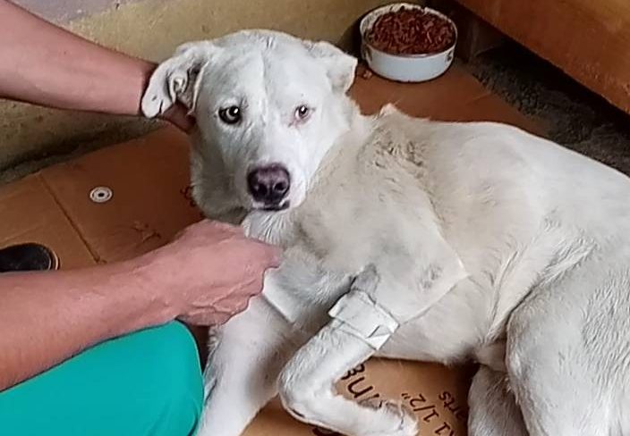 Las autoras del envenenamiento a perros en Tarija se benefician de medidas sustitutivas a la detención preventiva
