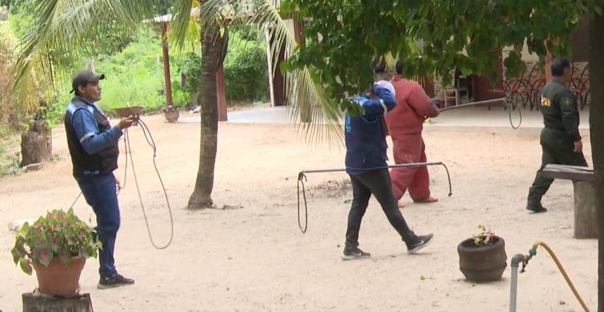 Capturan a la segunda pitbull que mató a un hombre de 70 años, estará en observación por dos semanas
