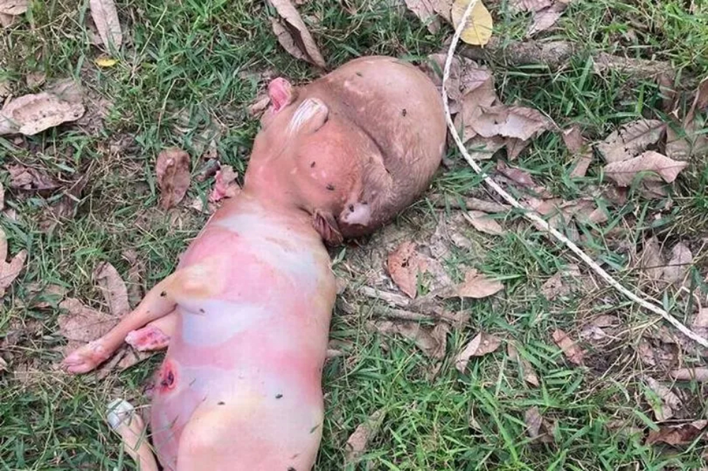 Nace un ternero mutante con “cabeza humana”