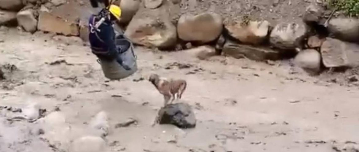 La Paz: Obrero se colgó de una grúa para rescatar a un perro atrapado en medio del río