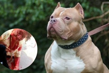 EEUU: Criador de perros pitbulls muere tras ser atacado y deborado por sus propios perros