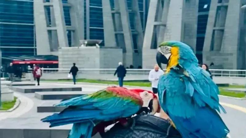 ¿Cómo fue que dos loros “destaparon” una infidelidad? El abogado del afectado quiere que los animales sean testigos
