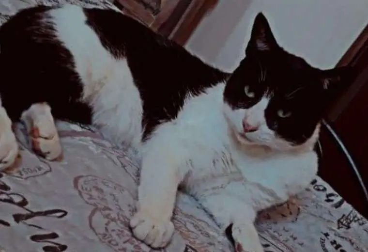 Buscan a Vampiro, el gatito que fue abandonado en la carretera por un chofer de bus
