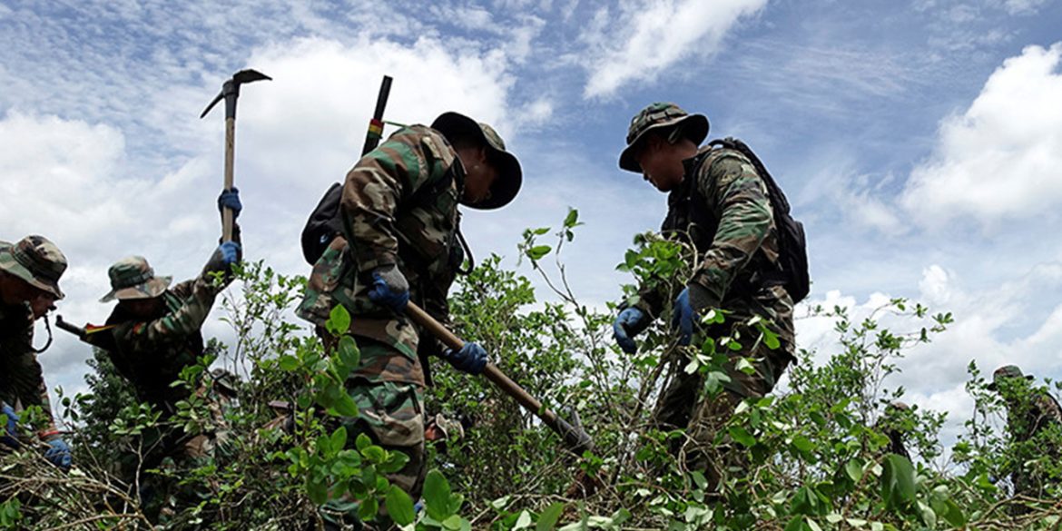 Cocaleros del Chapare toman campamentos militares y evitan la erradicación de 7.000 hectáreas de coca