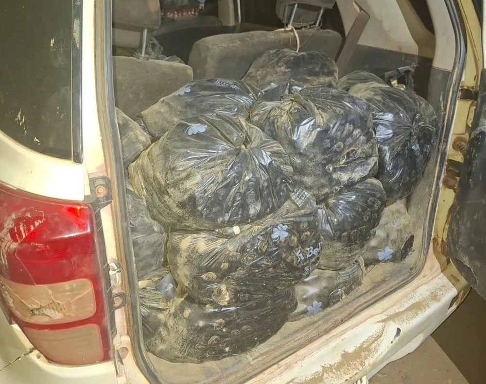Una mujer en Beni fue sorprendida con 11.000 huevos de tortuga de río; la Fiscalía investiga el caso