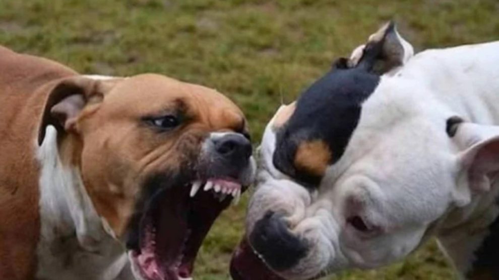 «Eran extremadamente peligrosos»: Dos perros de la raza pitbull fueron sacrificados en Potosí