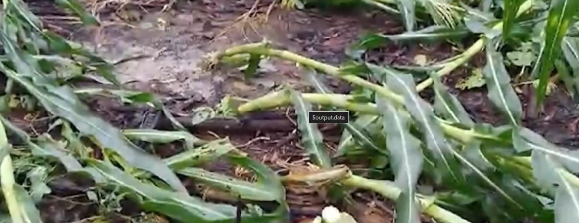 Vientos huracanados dañan plantaciones de banano, palmito, yuca y maíz en el trópico de Cochabamba