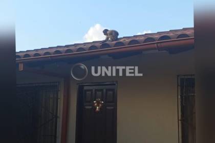 Mono que mordió a una adolescente sigue suelto y la víctima recibirá 20 vacunas