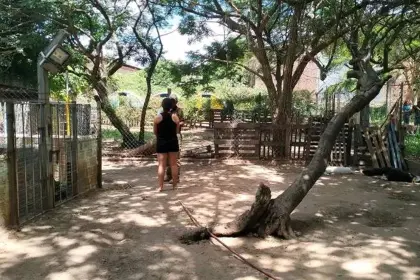 Pofoma investiga biocidio tras la muerte de siete perros por presunto envenenamiento